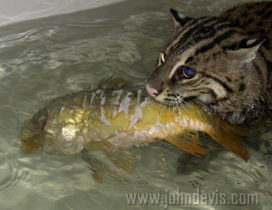   (Prionailurus)
