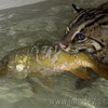   (Prionailurus)