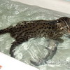   (Prionailurus)