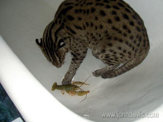   (Prionailurus)