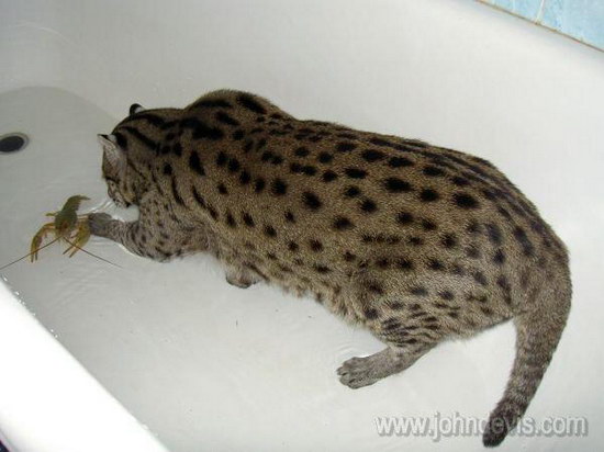   (Prionailurus)