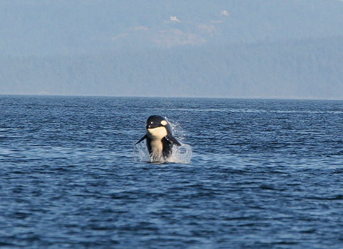  (Orcinus orca)