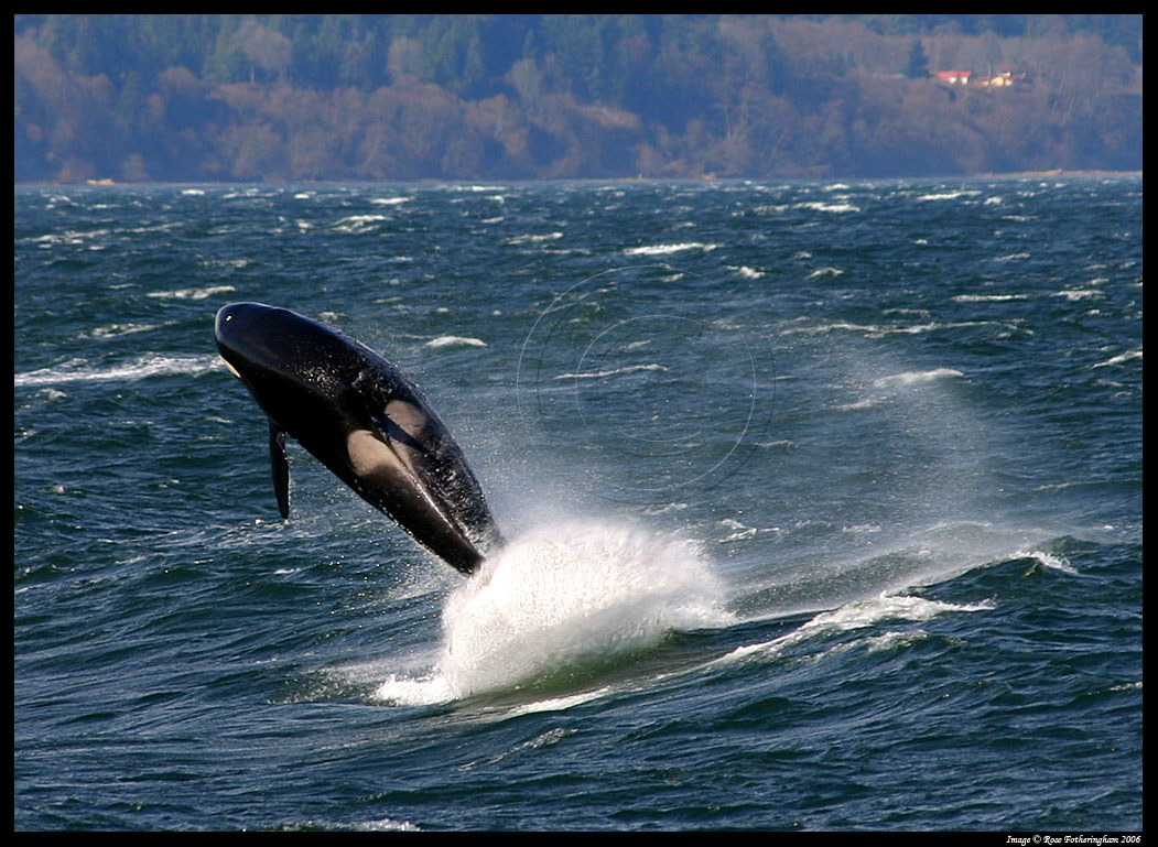  (Orcinus orca)