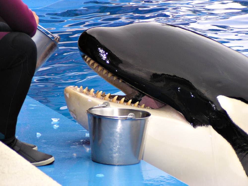  (Orcinus orca)