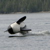  (Orcinus orca)
