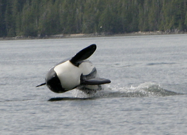  (Orcinus orca)