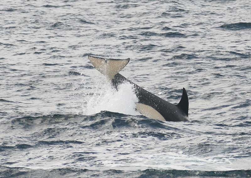  (Orcinus orca)