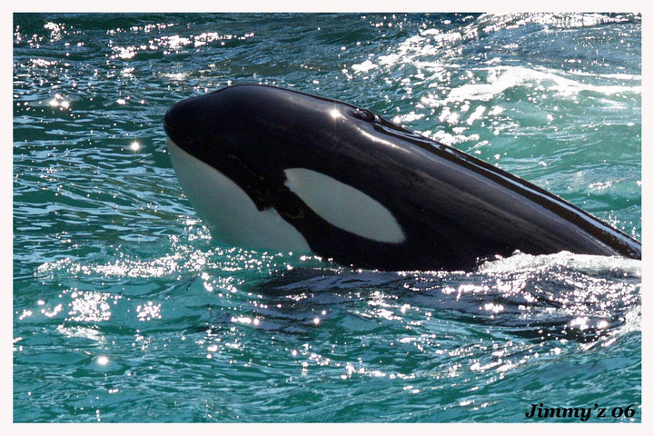  (Orcinus orca)