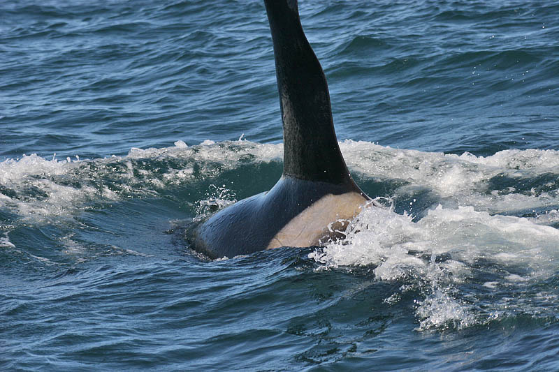  (Orcinus orca)