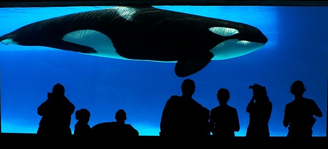  (Orcinus orca)