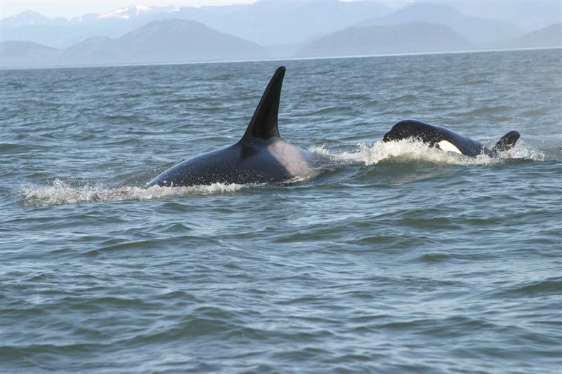  (Orcinus orca)