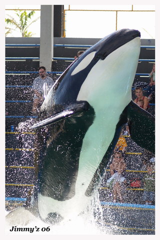  (Orcinus orca)