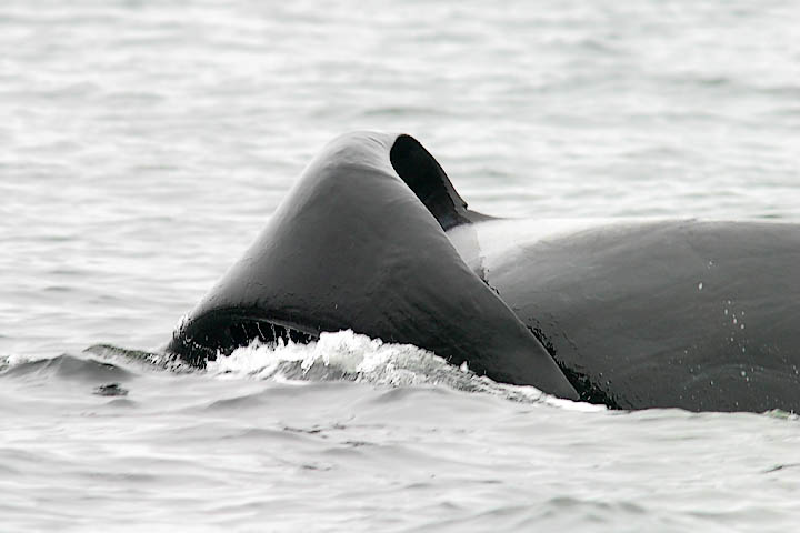  (Orcinus orca)