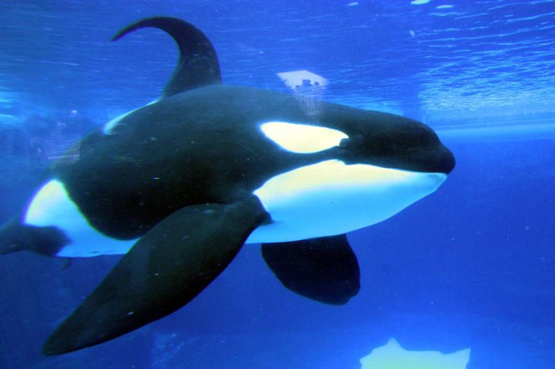  (Orcinus orca)