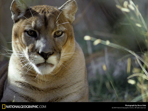 National Geographic