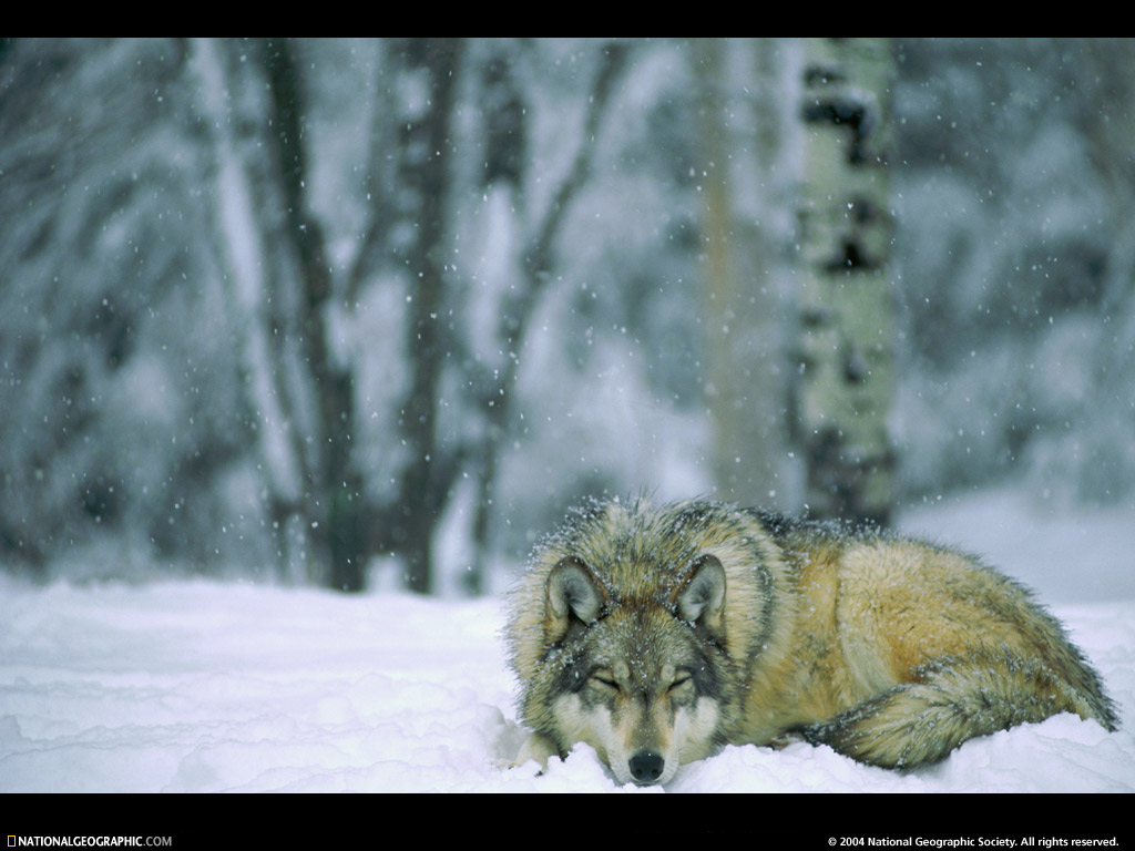 National Geographic