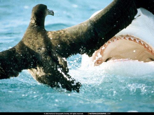 National Geographic