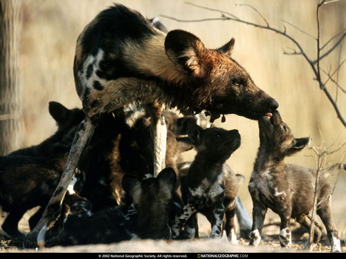 National Geographic