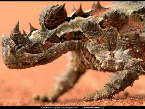 National Geographic