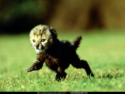 National Geographic