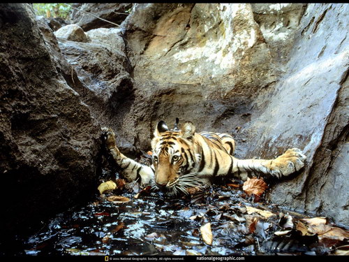 National Geographic
