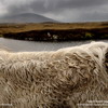 National Geographics