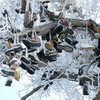 Дерево с ботинками в Неваде