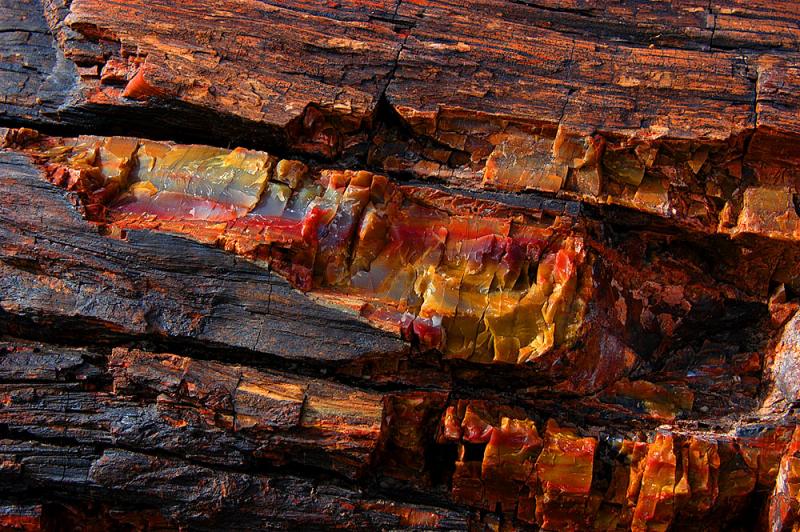   (Petrified forest)