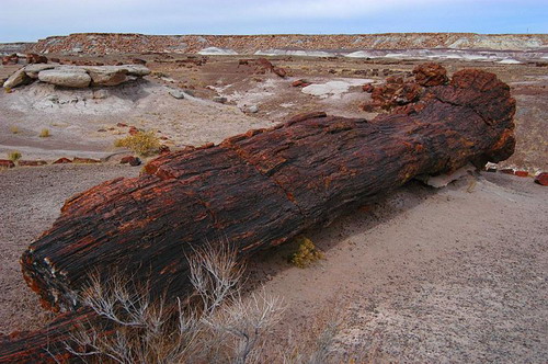   (Petrified forest)