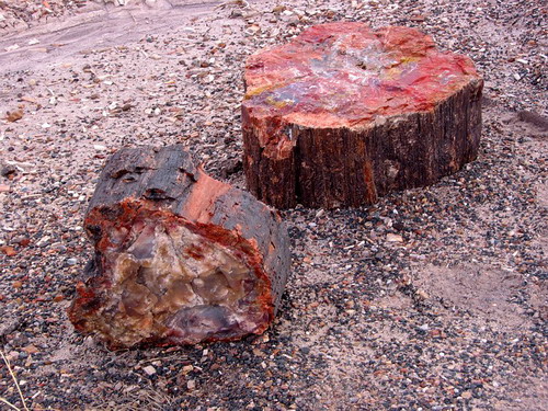   (Petrified forest)