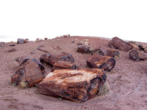   (Petrified forest)