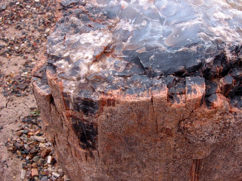  (Petrified forest)