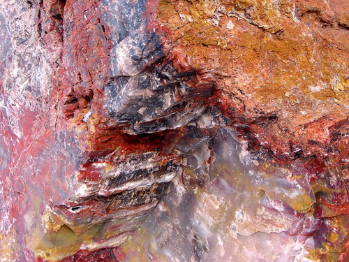   (Petrified forest)