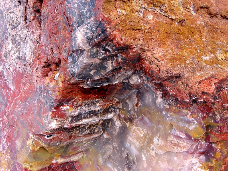   (Petrified forest)
