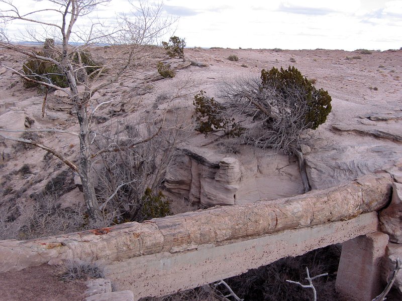   (Petrified forest)
