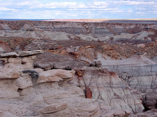   (Petrified forest)