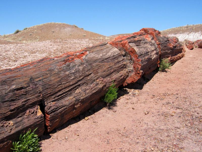   (Petrified forest)