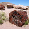   (Petrified forest)