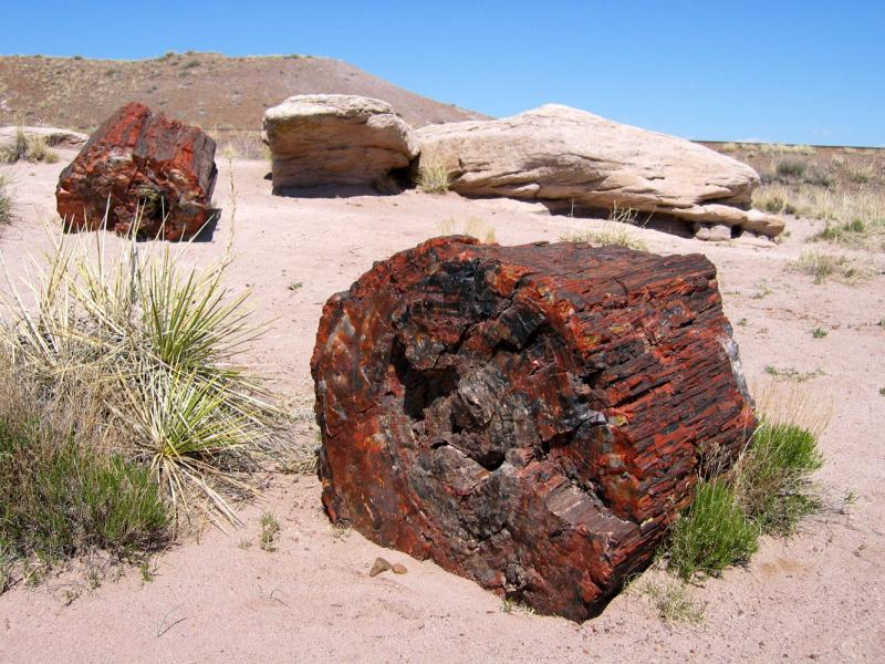   (Petrified forest)