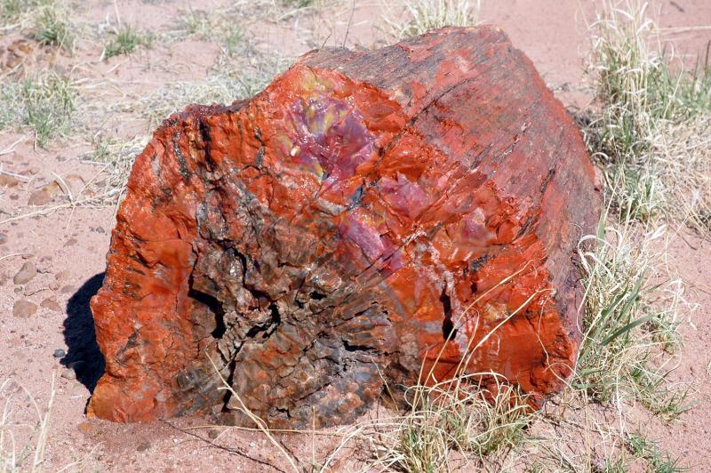   (Petrified forest)