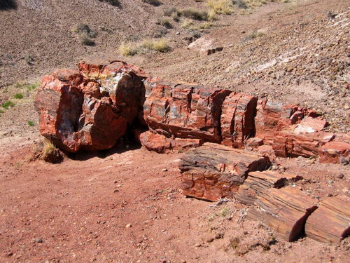   (Petrified forest)