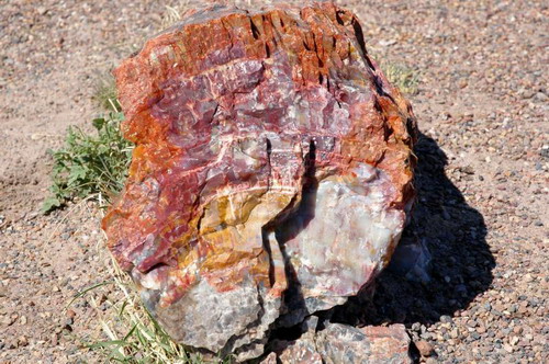   (Petrified forest)