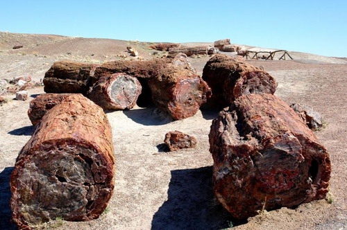   (Petrified forest)