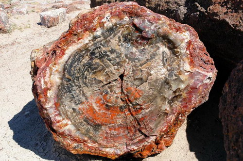   (Petrified forest)