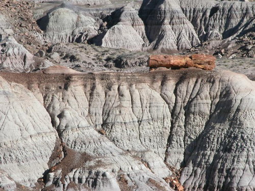   (Petrified forest)