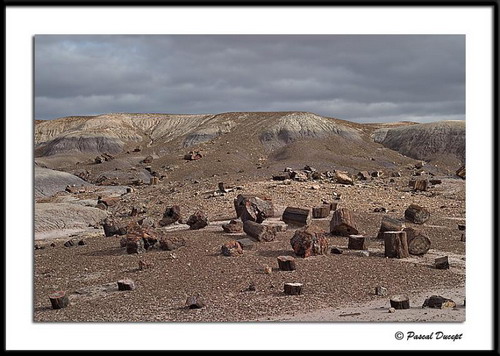   (Petrified forest)