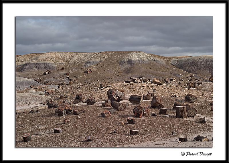   (Petrified forest)