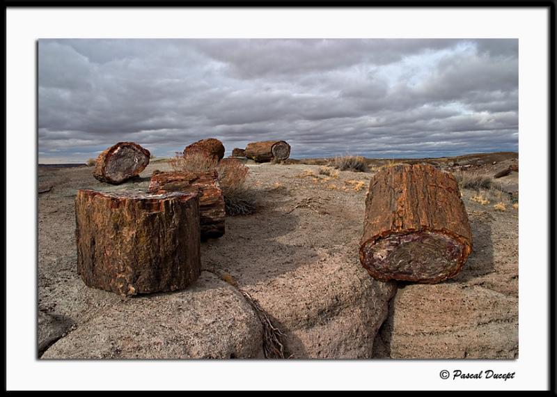   (Petrified forest)