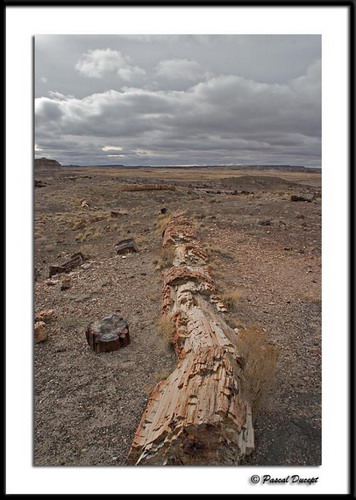   (Petrified forest)