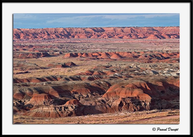   (Petrified forest)